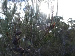 Allocasuarina nana