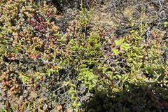 Crassula subaphylla subaphylla