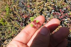 Crassula subaphylla subaphylla