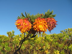 Liparia splendens splendens