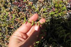 Crassula subaphylla subaphylla