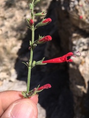 Salvia henryi
