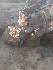 Crassula nemorosa
