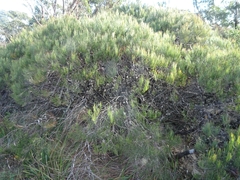 Allocasuarina nana