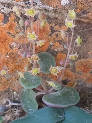 Crassula nemorosa