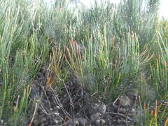 Allocasuarina nana