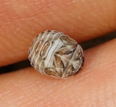 Psacasta tuberculata