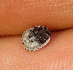 Psacasta tuberculata