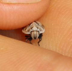 Psacasta tuberculata