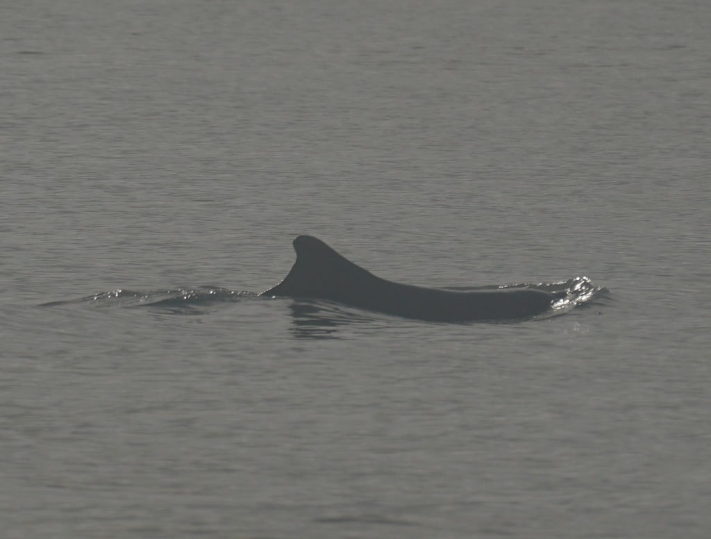 Dark back and low triangular dorsal fin of an Australian humpback dolphin at the surface near Port Douglas, Queensland