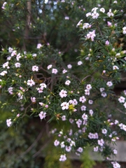 Coleonema pulchellum