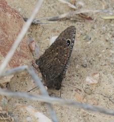 Stygionympha irrorata
