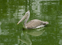 Pelecanus philippensis
