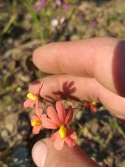 Nemesia pageae
