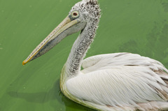Pelecanus philippensis