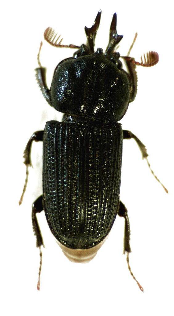 Syndesinae