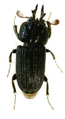 Syndesus cornutus