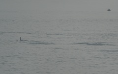 Sousa sahulensis