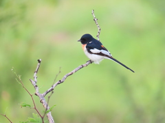 Pericrocotus erythropygius