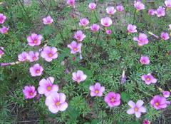 Oxalis glabra