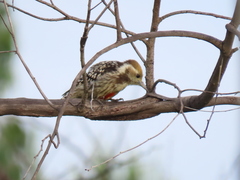 Leiopicus mahrattensis