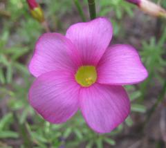 Oxalis glabra