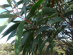 Eucalyptus stricta
