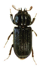 Syndesus cornutus