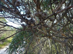 Eucalyptus stricta
