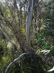 Eucalyptus stricta