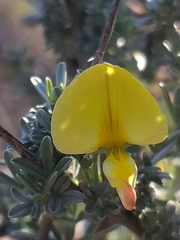 Lotononis dahlgrenii