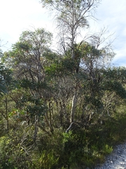 Eucalyptus stricta