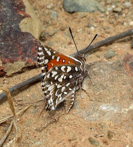 Trimenia macmasteri