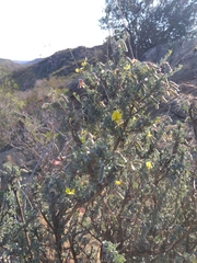 Lotononis dahlgrenii