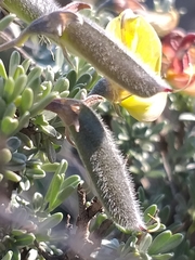 Lotononis dahlgrenii