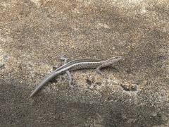 Cryptoblepharus pulcher