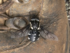 Triclista guttata