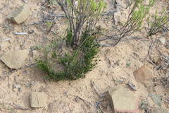 Ficinia compasbergensis