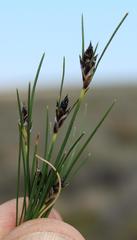 Ficinia compasbergensis