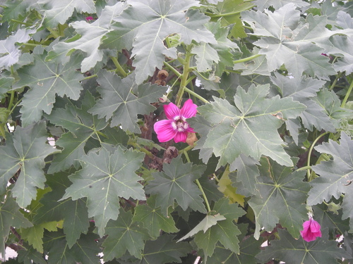 Malva assurgentiflora