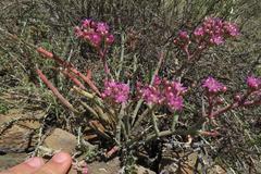 Mesembryanthemum junceum