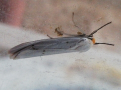 Coscinia chrysocephala