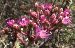 Mesembryanthemum junceum