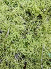 Thuidiopsis