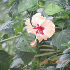 Hibiscus × archeri