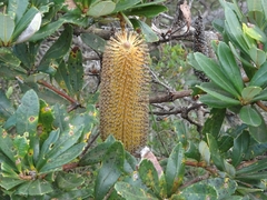 Banksia paludosa