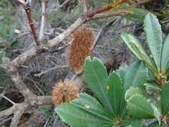 Banksia paludosa