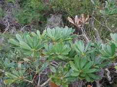 Banksia paludosa