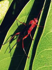 Lissopimpla
