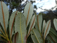 Banksia paludosa
